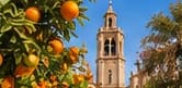 Oranges on a tree in Valencia's old town